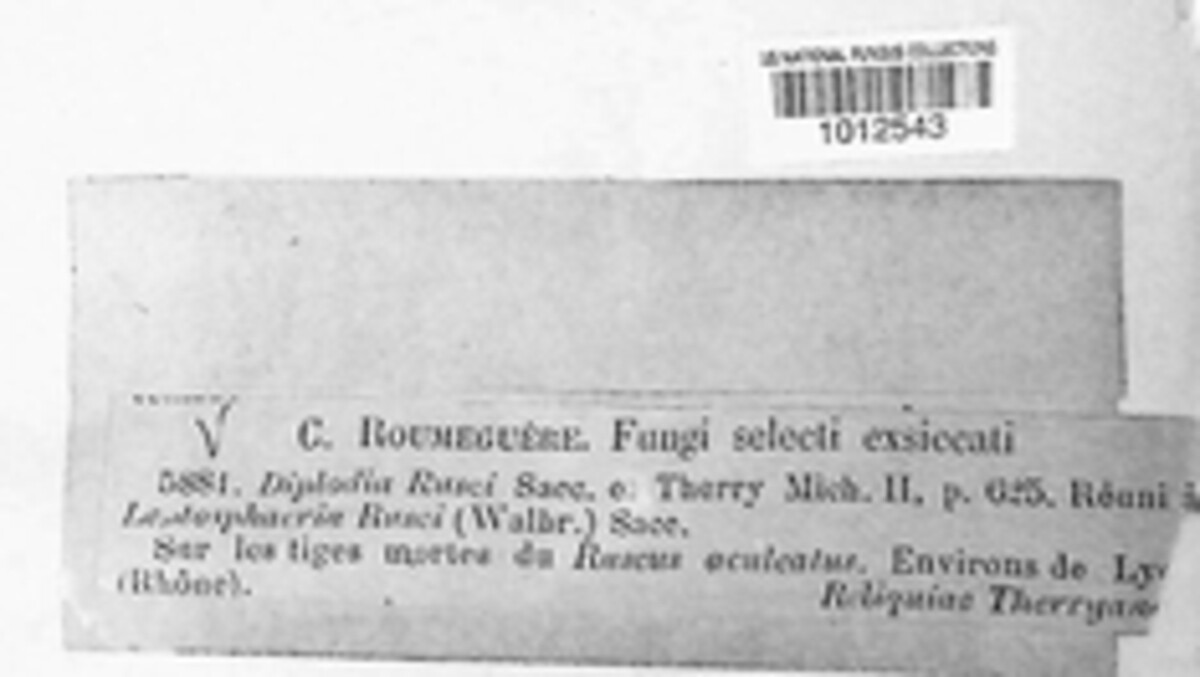 Microdiplodia rusci image